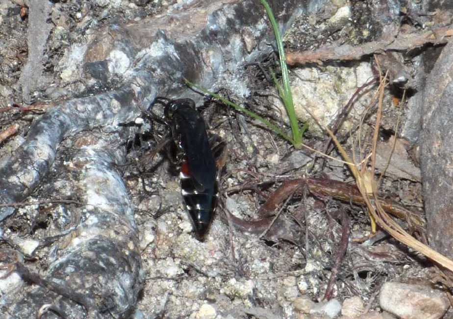 Pompilidae? No. Larra anathema (Crabronidae)